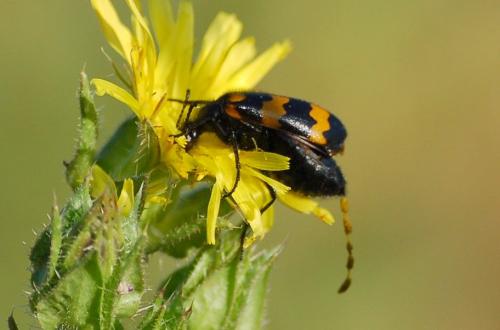 Réf. 188 471 : Mylabris variabilis